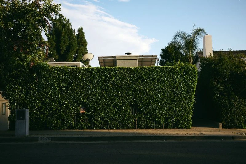 A long, well-maintained green hedge borders a sidewalk beside an asphalt road, with buildings and blue sky visible above it.