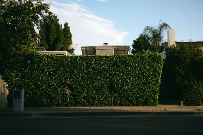A long, well-maintained green hedge borders a sidewalk beside an asphalt road, with buildings and blue sky visible above it.