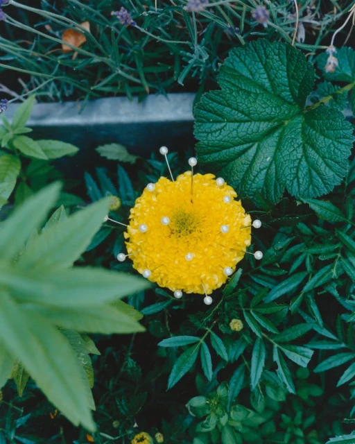 Overhead shot of a yellow marigold flower with small white beads attached to the petals, surrounded by green leaves and foliage.