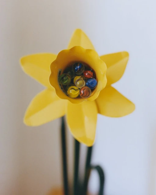 Close-up of a bright yellow daffodil flower, its center filled with an assortment of colorful glass marbles on a white backdrop.