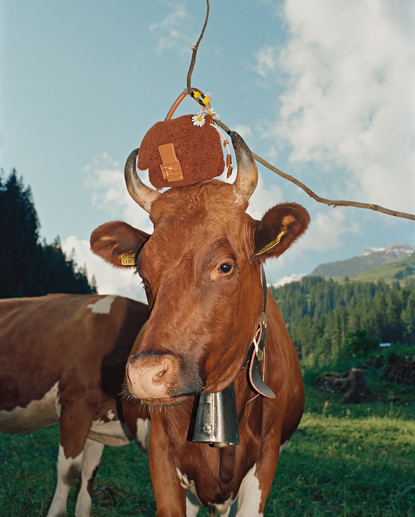 A brown cow stands in a grassy field with a handbag perched on its head. Mountains and trees form the backdrop under a sunny sky.