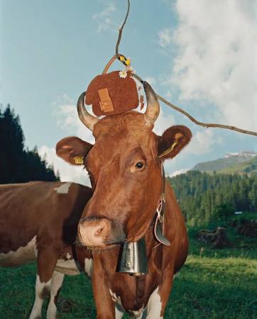 A brown cow stands in a grassy field with a handbag perched on its head. Mountains and trees form the backdrop under a sunny sky.
