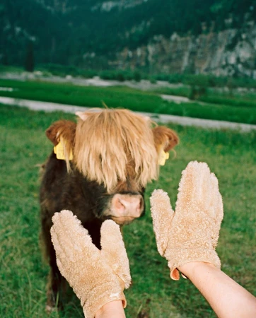 Close-up of Highland cattle in green field approached by hands covered in fuzzy gloves in outdoor daytime scene.