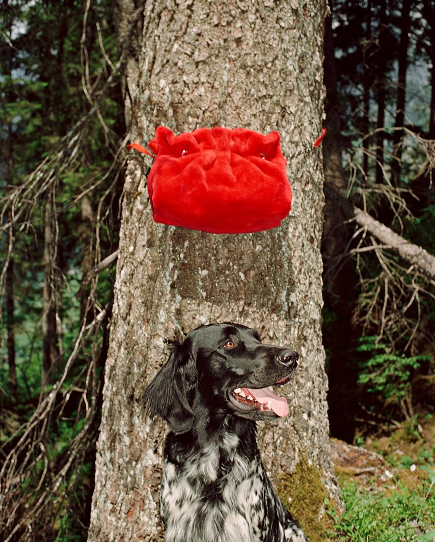 A black and white dog sits in a forest near a tree trunk with a red bag hanging on it, creating a colourful, natural scene.