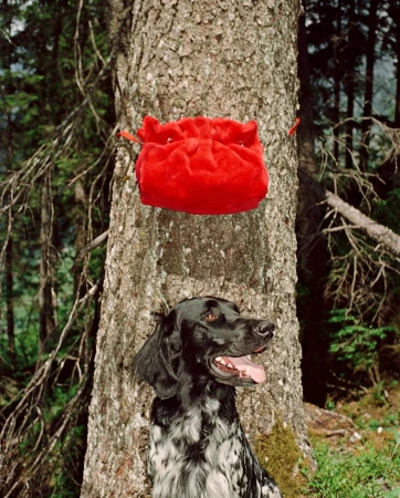 A black and white dog sits in a forest near a tree trunk with a red bag hanging on it, creating a colourful, natural scene.