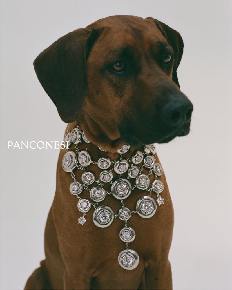 Brown Rhodesian Ridgeback dog sits in a studio wearing a large silver multi-tiered dog collar necklace with white gemstones.