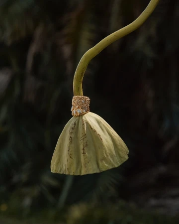 Close-up shot of a lotus seed head with its stem, showcasing its natural texture and unique shape against a dark, blurred background.