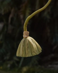 Close-up of a textured gold and gemstone ring worn around the stem of a dried seed pod outdoors.
