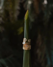 Close-up of gold rings styled on a vertical green plant leaf against a dark foliage background for Amber Sceats Paloma.