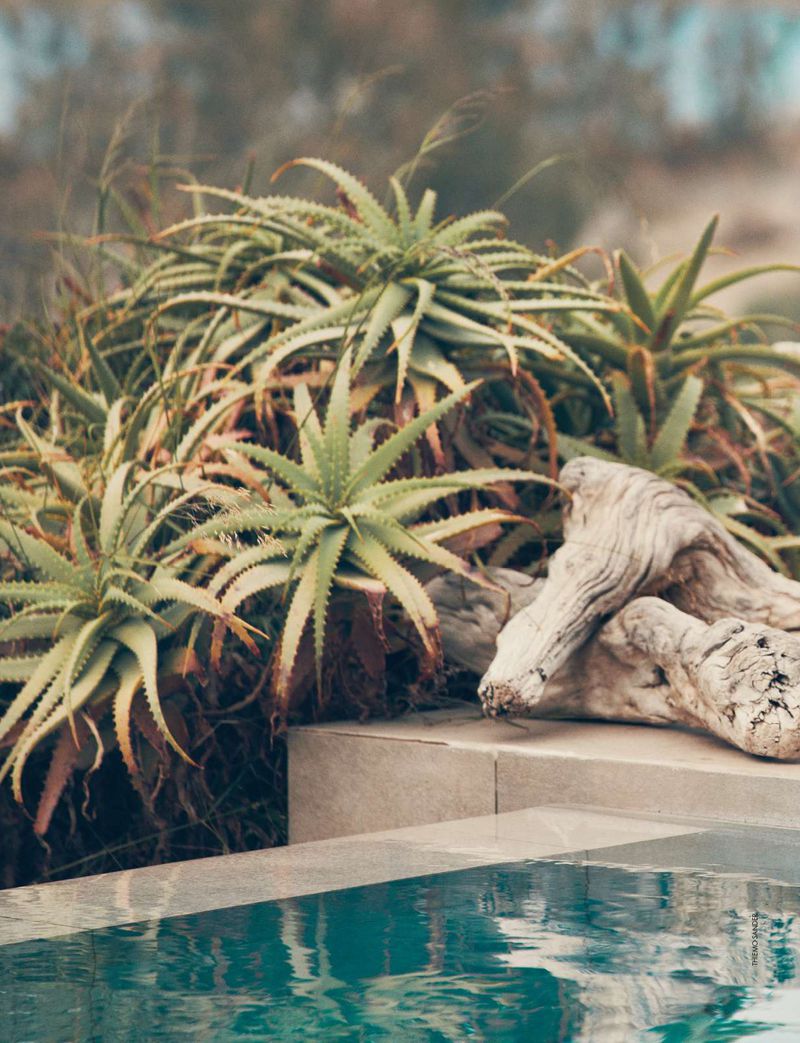 Outdoor scene with aloe plants, driftwood, and reflecting pool water, creating a tranquil landscape, focusing on natural elements.