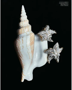 Sparkling diamond star-shaped rings displayed alongside two sea shells against a solid black background.