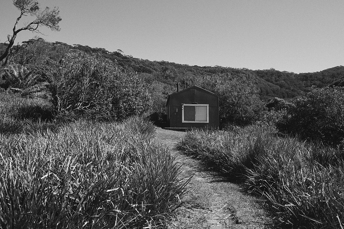 Monochromatic landscape featuring a rustic cabin nestled amongst overgrown grasses and dense trees, bathed in soft, natural daylight.