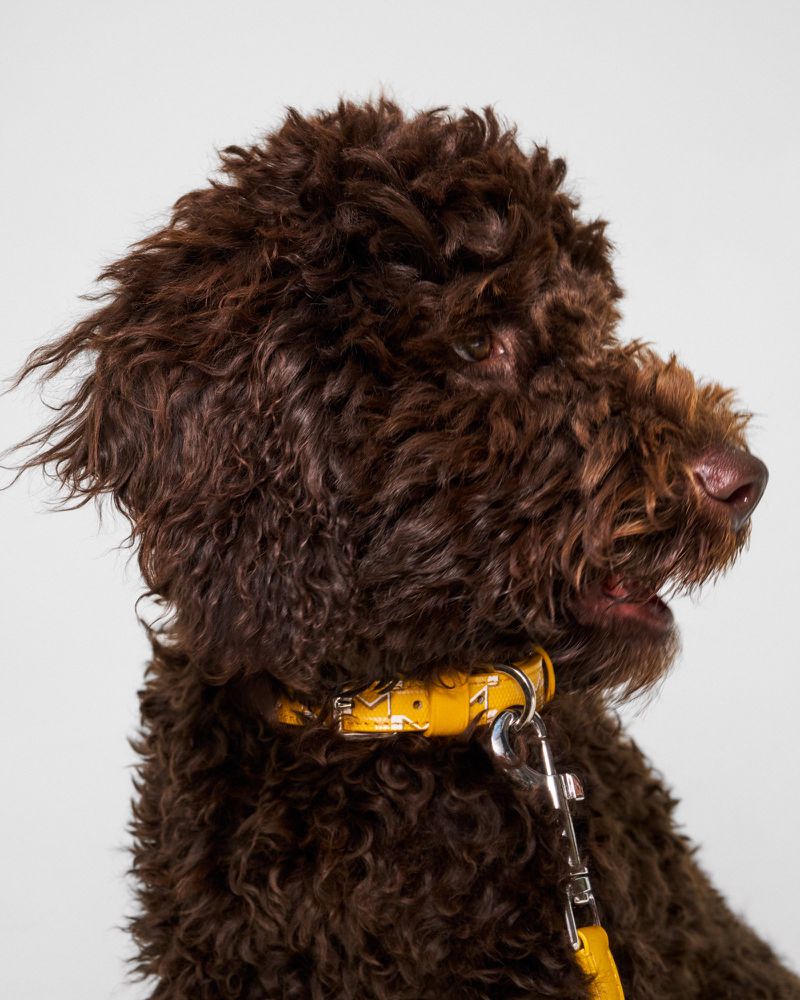 Profile view of a brown Labradoodle dog with curly fur, wearing a yellow collar and leash, against a plain white background in a studio shot.