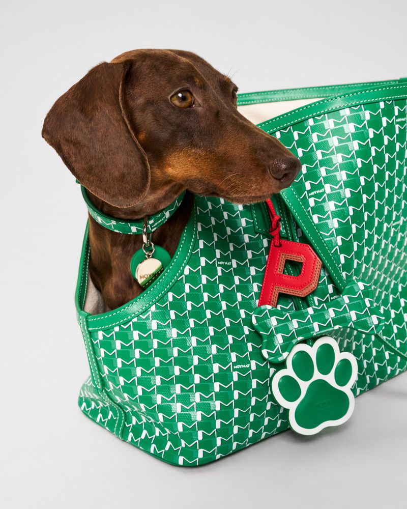 A brown dachshund dog sits inside a green patterned tote bag with a matching collar and dog tag, creating a fashionable canine moment.