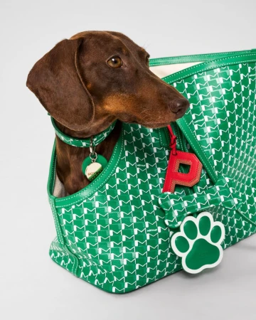 A brown dachshund dog sits inside a green patterned tote bag with a matching collar and dog tag, creating a fashionable canine moment.