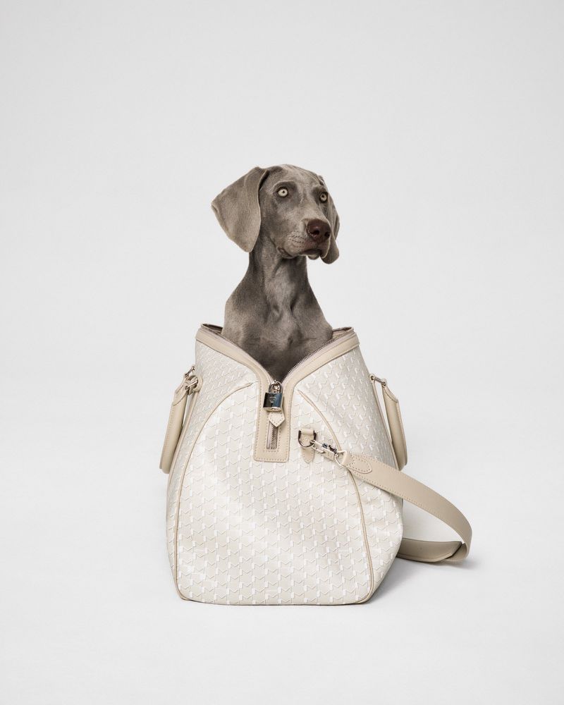 Weimaraner dog sits inside of a patterned, cream-colored purse with light gray background in studio shot; canine fashion accessory.