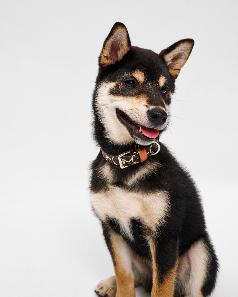 Shiba Inu puppy sitting on a white background, wearing a designer print collar. The dog is black and tan with an open mouth.
