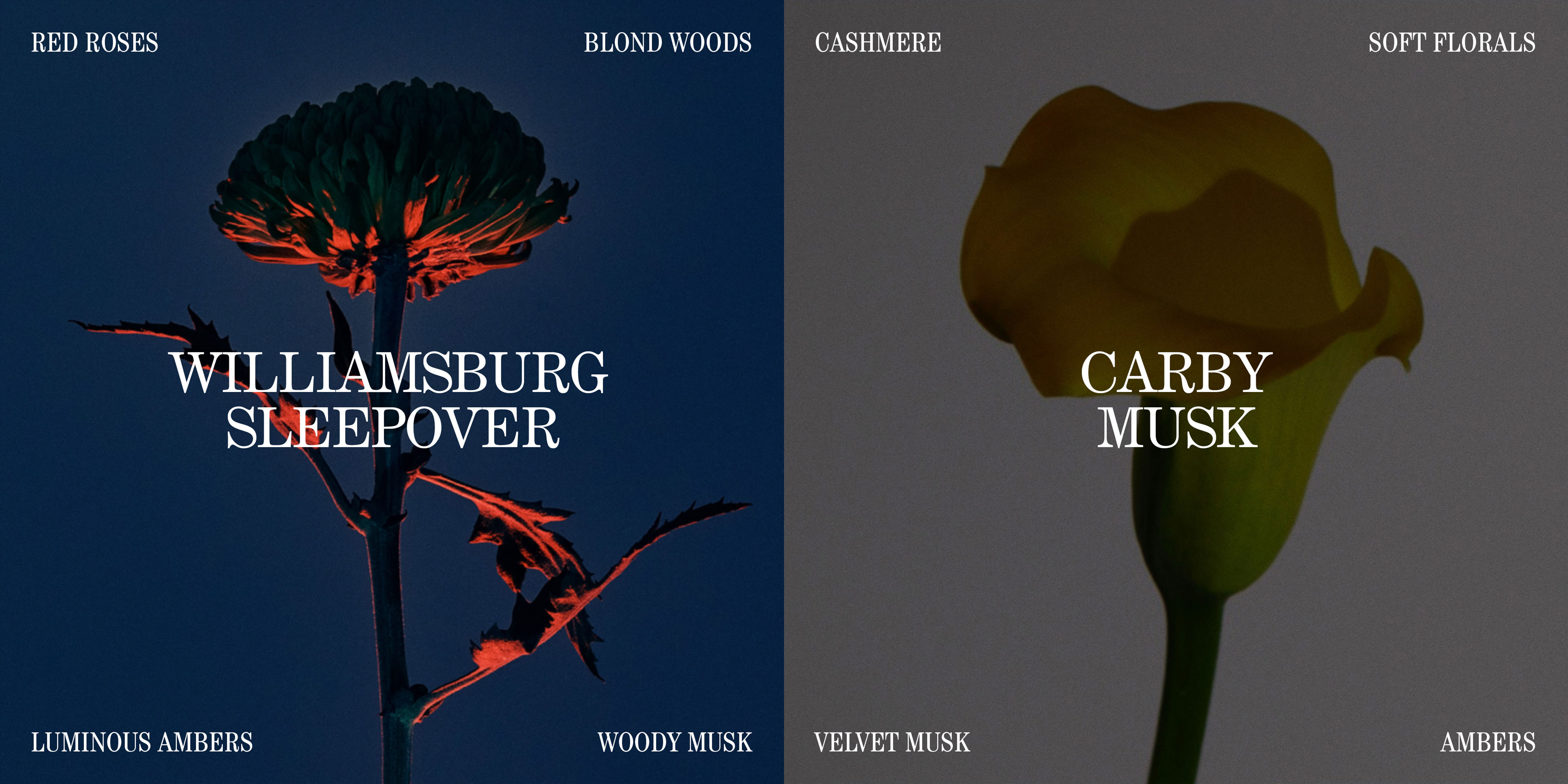 Close-up of two flower images: one dark with red accents, the other yellow, displayed side-by-side against contrasting backgrounds.