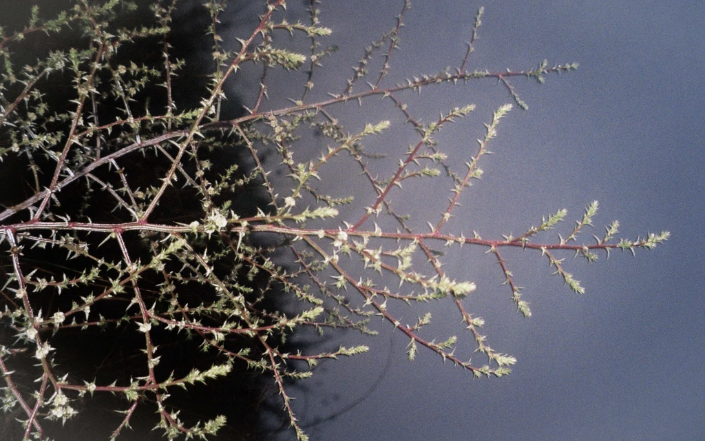 Close-up of thorny branches against a dark grey background. The branches are light brown and have many sharp thorns and small green leaves.