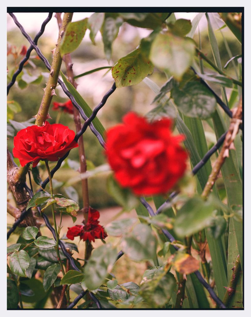 Close-up of red roses blooming on a thorny stem behind a wire fence, with a blurred background of lush greenery.