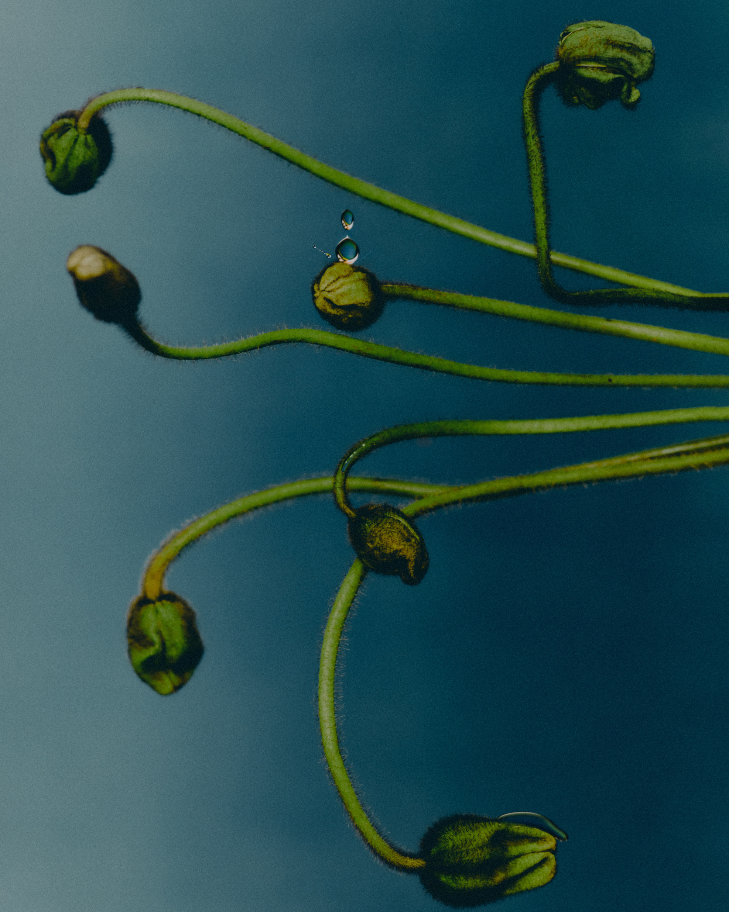 Close-up studio shot of unopened poppy flower buds on green stems, one with water droplets, set against a dark blue gradient background.