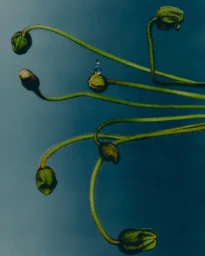 Close-up of curving green plant stems and closed flower buds with delicate water droplets against a deep teal blue gradient backdrop.