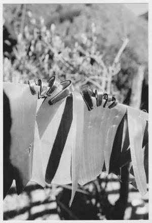 Black and white photograph of ribbons or film strips draped over a line drying outdoors in sunlight with foliage in the background.