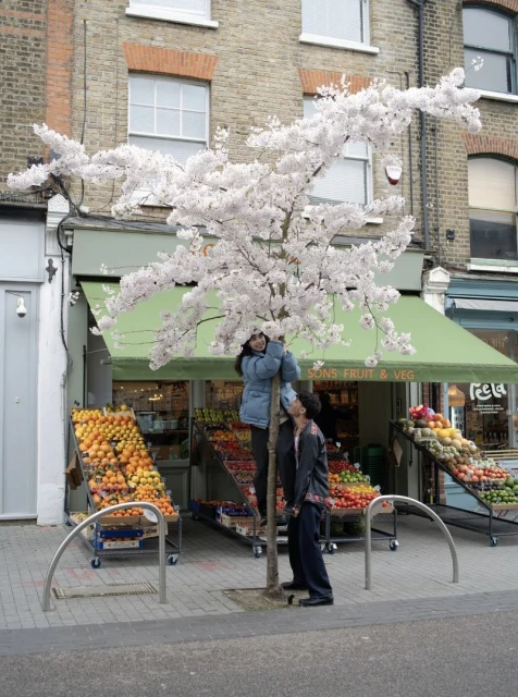 Two people interact with a blooming cherry tree outside a shop with fruit displayed, set against a brick building in daylight.