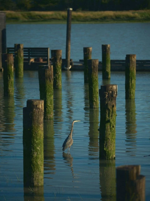 A great blue heron stands in shallow water amongst moss-covered pier posts, creating a peaceful nature scene with blurred background.