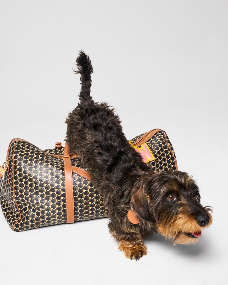 Wire-haired dachshund arches back over a large patterned duffel bag on a white background in a brightly lit photo studio shot.