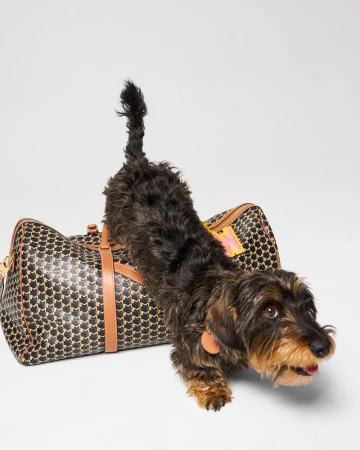 Wire-haired dachshund arches back over a large patterned duffel bag on a white background in a brightly lit photo studio shot.