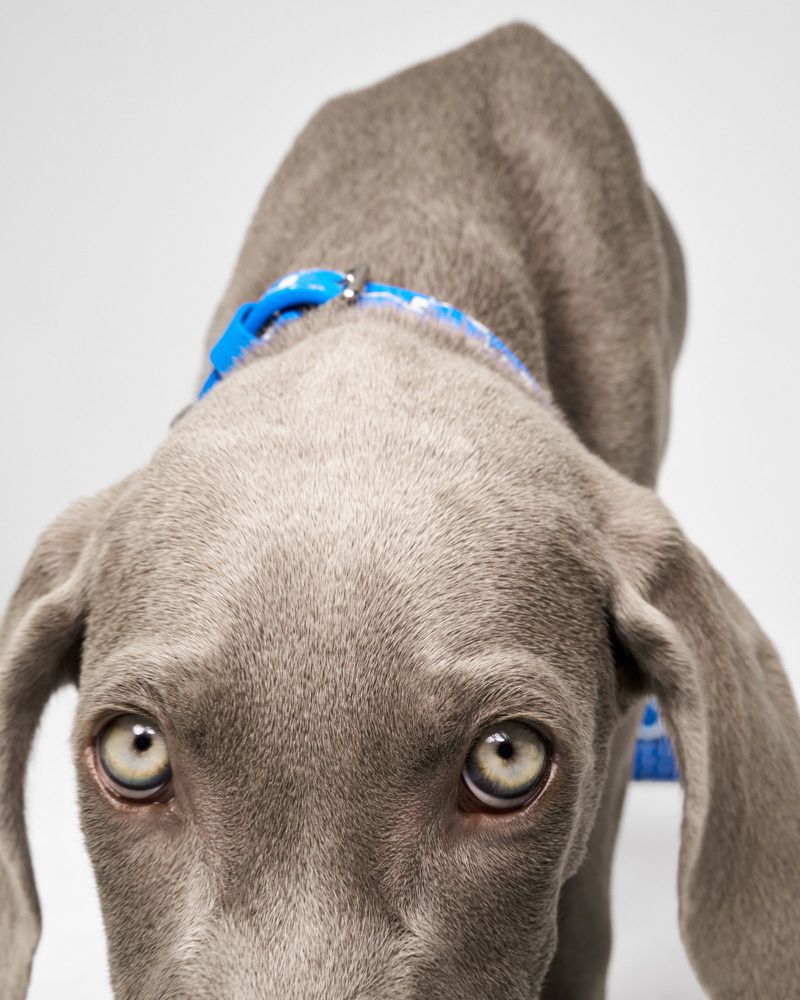 Close-up of a Weimaraner puppy with gray fur and a blue collar, looking directly at the camera with a curious and innocent expression.