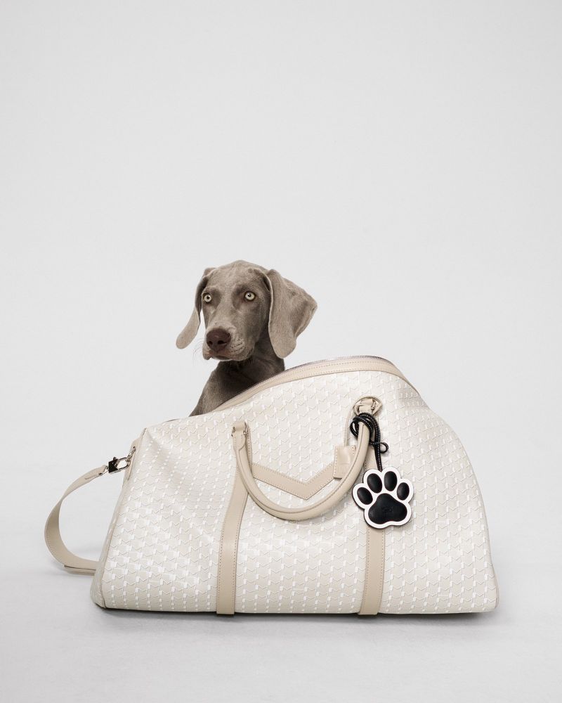A Weimaraner puppy sits inside of an open white patterned duffel bag with a black and white paw print keychain attached to the handle.