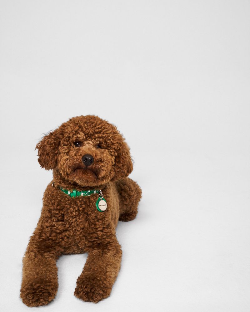 Brown Toy Poodle dog with a green collar and round ID tag, lies down in a relaxed pose against a clean, bright white background.