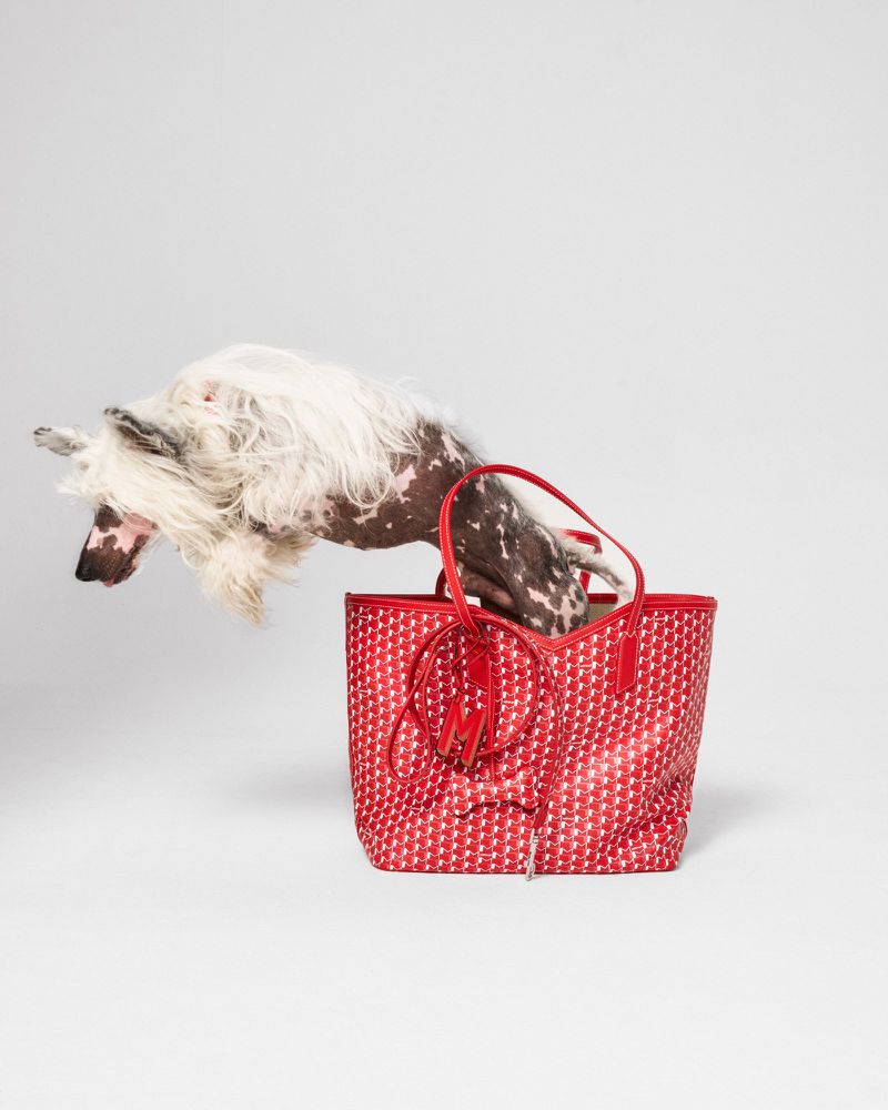 Chinese Crested dog leaps from a red patterned tote bag on a white background in a fashion shot, showcasing the animal and accessory.