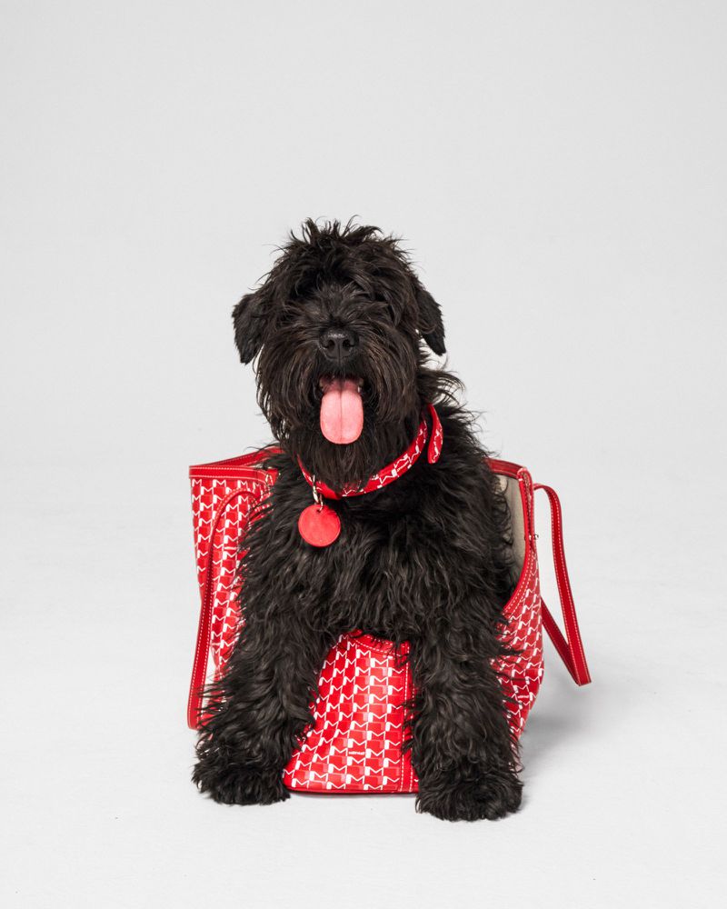 Black miniature schnauzer puppy in red patterned handbag with matching collar and dog tag, set against a white seamless backdrop.