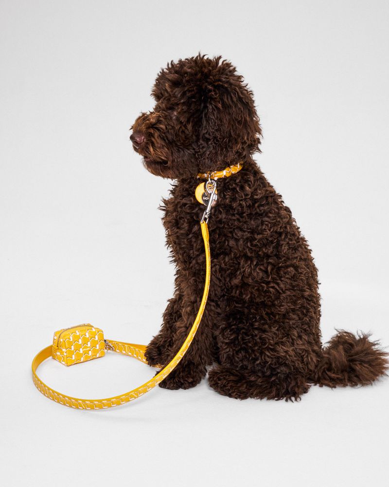 A brown Goldendoodle sits in a photo studio wearing a yellow collar and leash set against a white seamless backdrop.