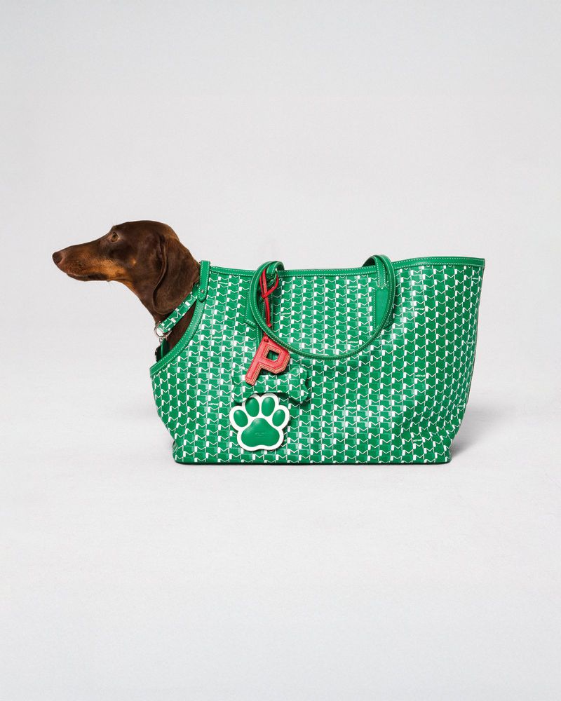 Brown dachshund dog sits inside a woven green tote bag with a white background in a studio shot, creating a unique pet-fashion visual.