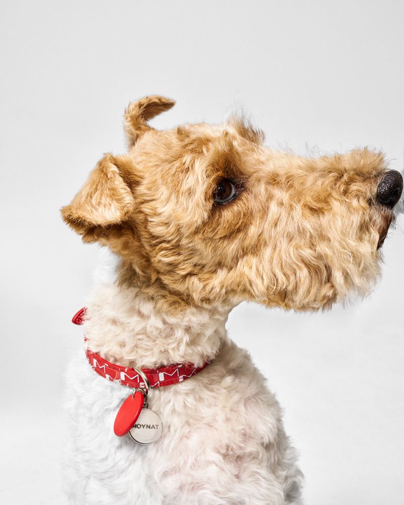 Wire Fox Terrier portrait in a photo studio. The dog has a patterned collar and tag. The terrier dog is isolated against a white backdrop.
