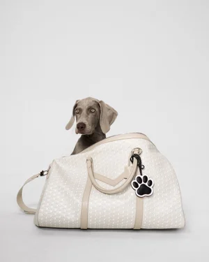 Weimaraner dog looking out from behind a white luxury leather travel bag against a plain studio background.