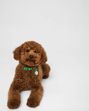 Brown poodle wearing a green patterned collar lying on a plain white background for Moynat