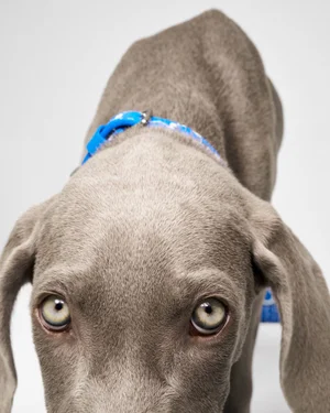 Close-up of a silver weimaraner dog wearing a bright blue collar against a white background