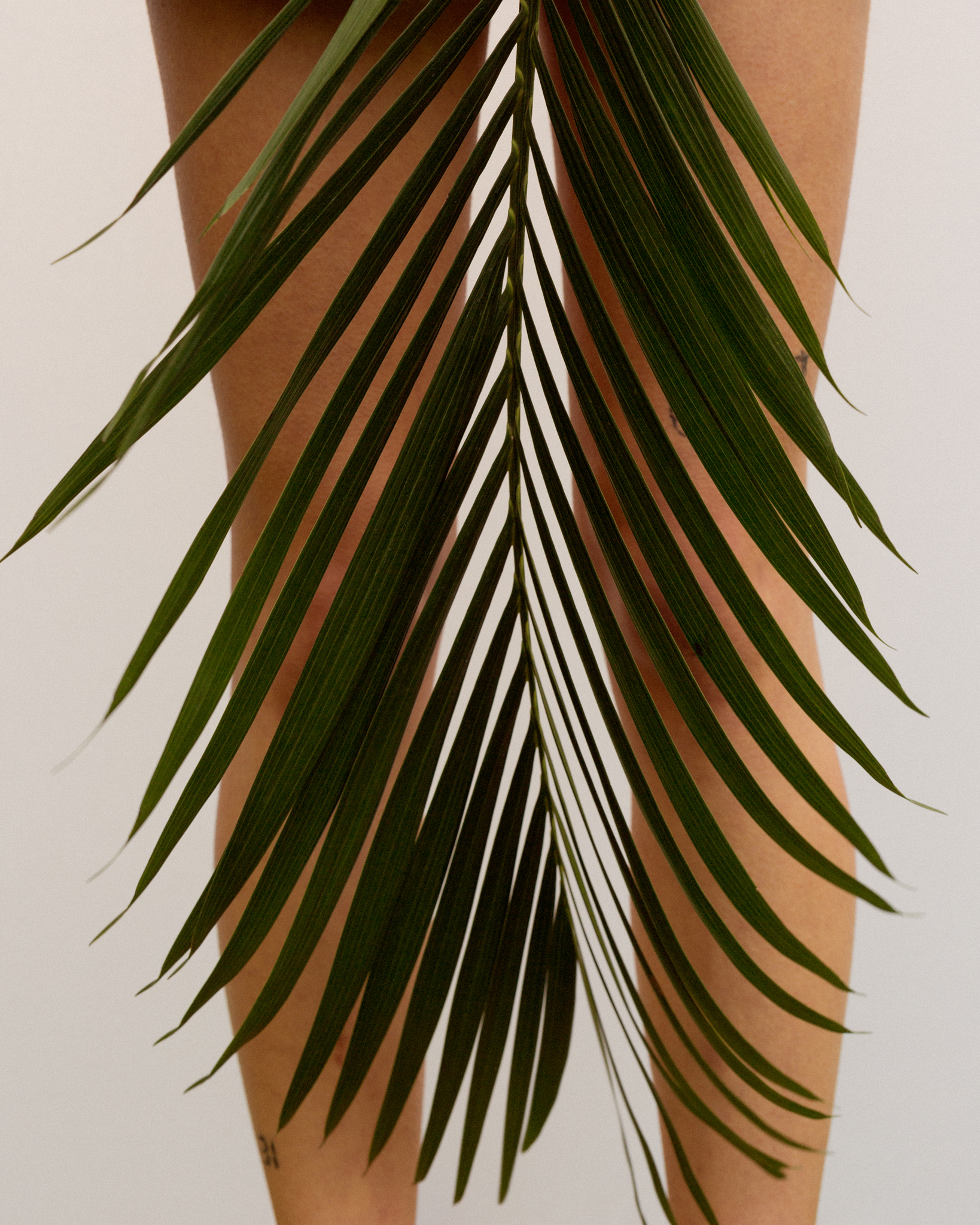 Botanical image featuring an adult female with a palm leaf. The woman's legs are visible behind the large, dark green leaf.