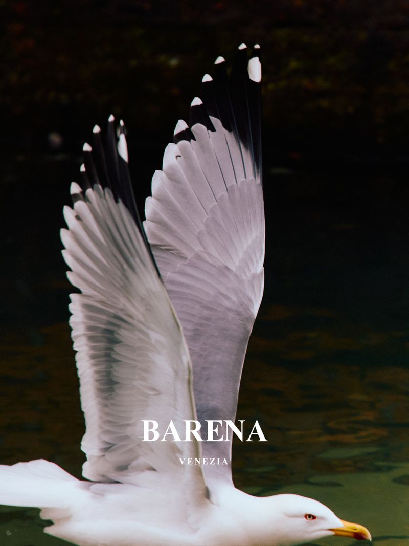 Close-up of a white seagull in flight with fully extended wings, captured against a dark background, with the text 'BARENA VENEZIA'.