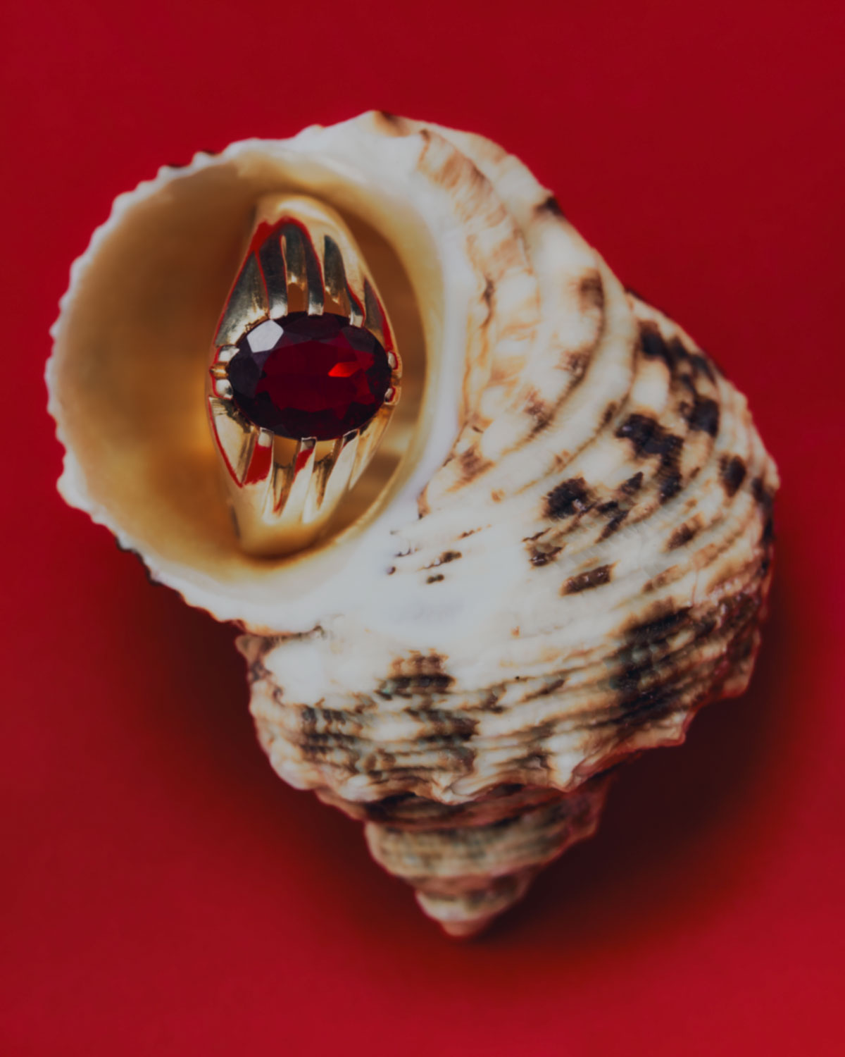 Gold ring with a dark red gemstone, resting inside of a seashell on a plain red background, creating a striking contrast.