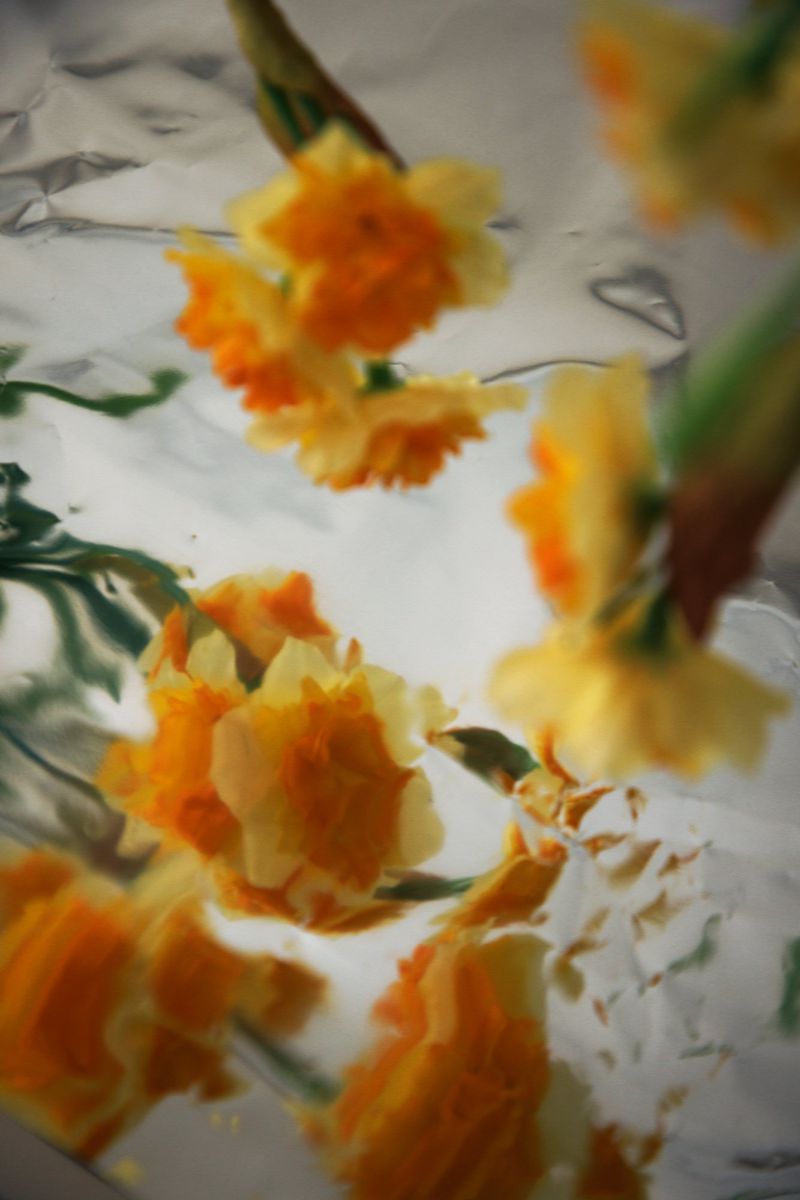 Close-up of yellow and orange daffodil flowers with green stems arranged on a reflective, silvery metallic background with blurry edges.