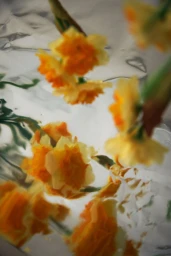 Yellow and orange daffodils resting and casting distorted reflections onto a crumpled silver metallic foil surface.