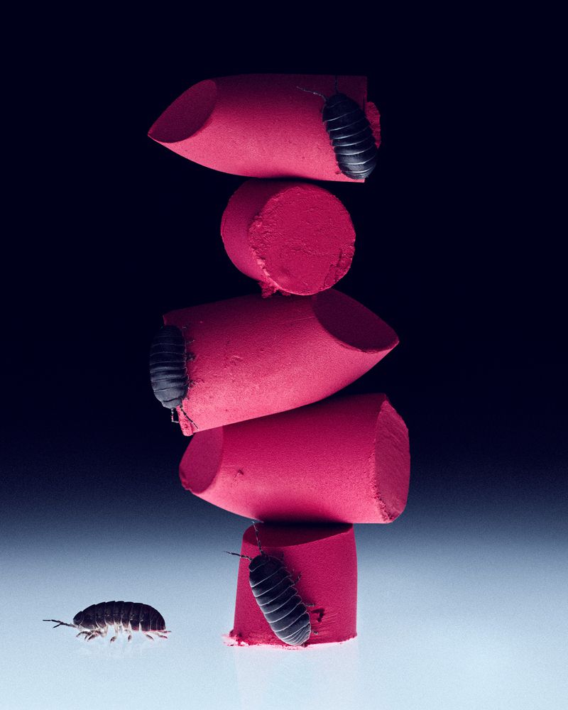 Stack of fuchsia lipstick pieces with pill bugs. One pill bug crawls near the stack against a dark blue to light blue gradient background.