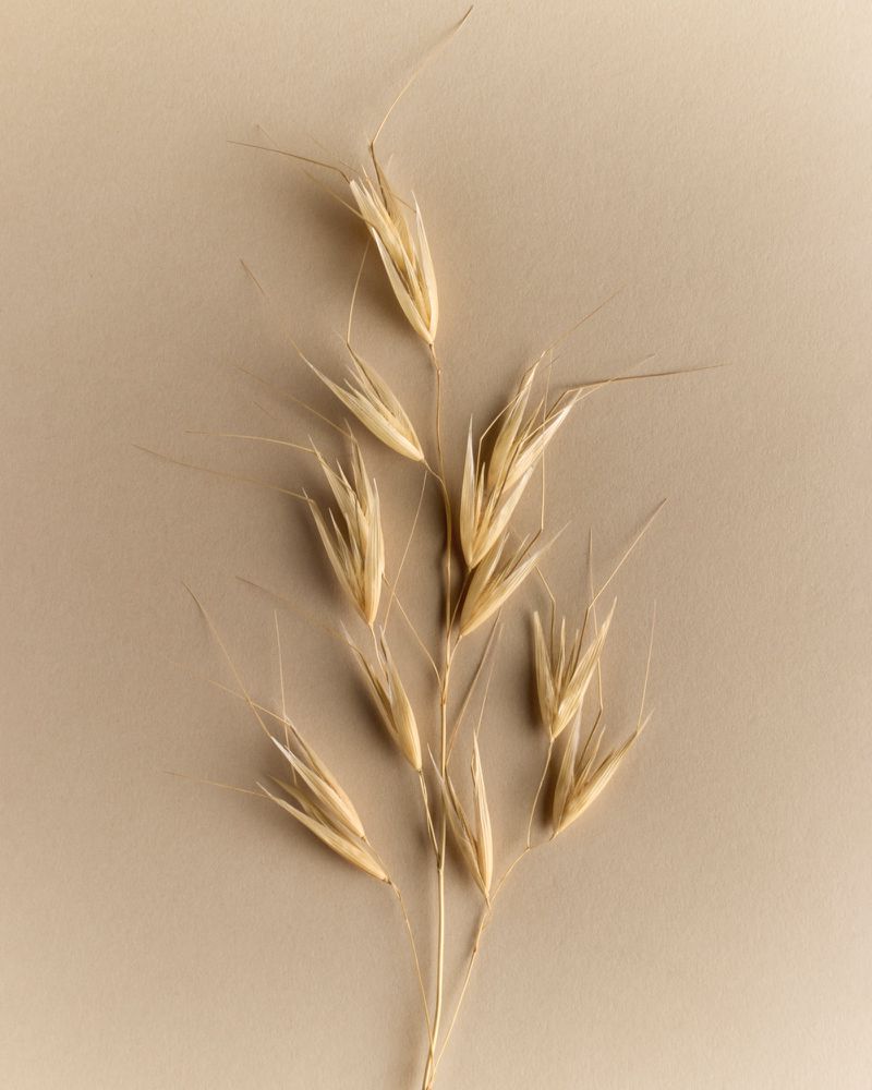 Close-up studio shot of a sprig of dry oats on a tan backdrop, showcasing neutral tones and natural textures for a minimalist aesthetic.