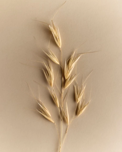 Neals Yard Autumn Campaign 2025